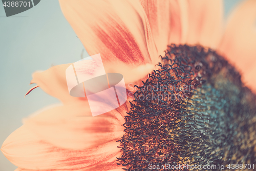 Image of Macro shot of blooming sunflower