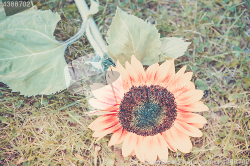 Image of Shot of blooming sunflower