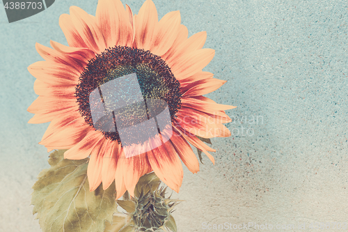 Image of View of blooming sunflower near wall