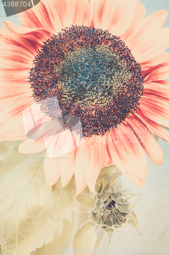 Image of View of blooming sunflower