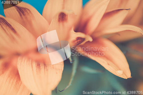 Image of Macro shot of water drop