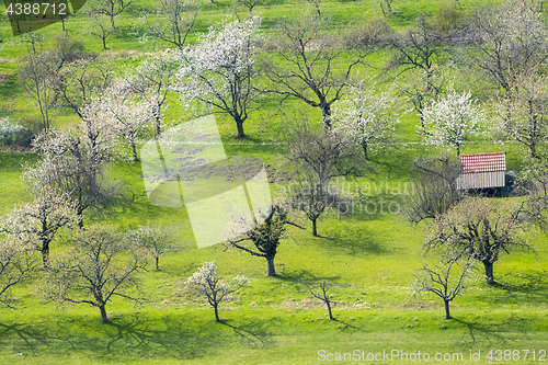 Image of blossoming trees at spring time