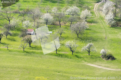 Image of blossoming trees at spring time