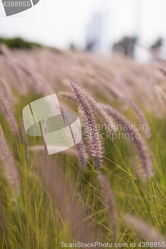 Image of Alpine meadow