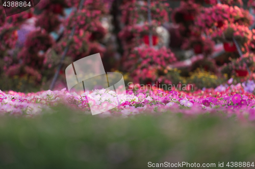 Image of Dubai miracle garden