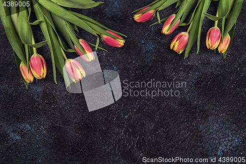 Image of Tulips on darken concrete background