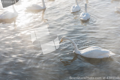 Image of Beautiful white whooping swans