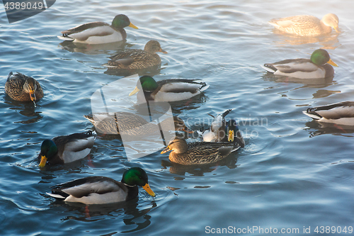 Image of Duck swimming in lake