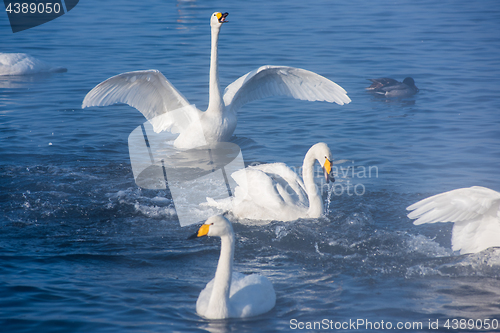 Image of Beautiful white whooping swans