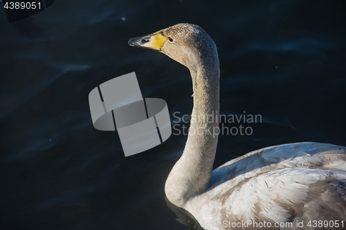 Image of Beautiful white whooping swans