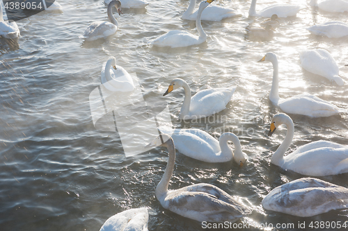 Image of Beautiful white whooping swans