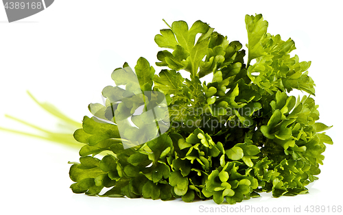 Image of Parsley leaves