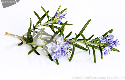 Image of Blossoming twig of rosemary