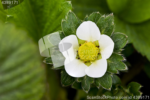 Image of Garden strawberry flower