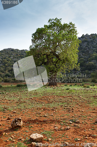 Image of Single tree in the valley