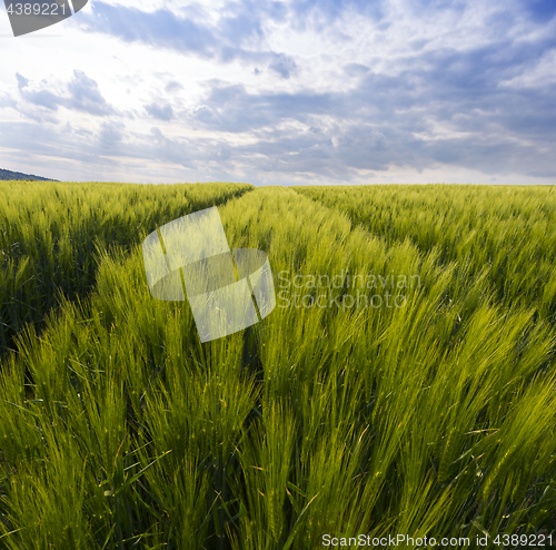 Image of Green field in spring