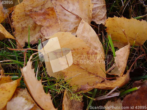 Image of Leaf