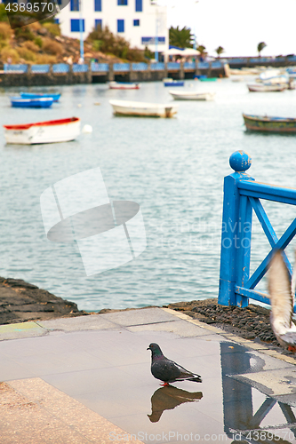 Image of  Laguna "Charco de San Gines" at Arrecife