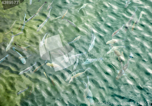 Image of Fishes in ocean