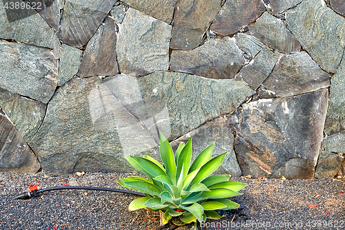 Image of growing green plant