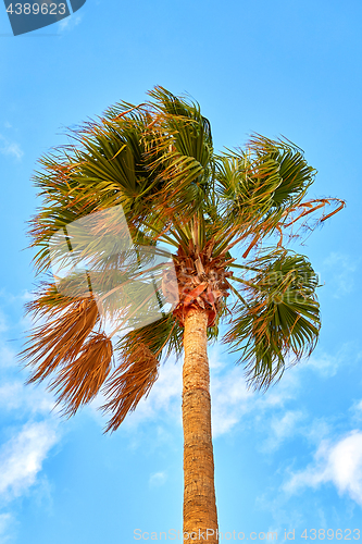 Image of Palm tree on blue sky background