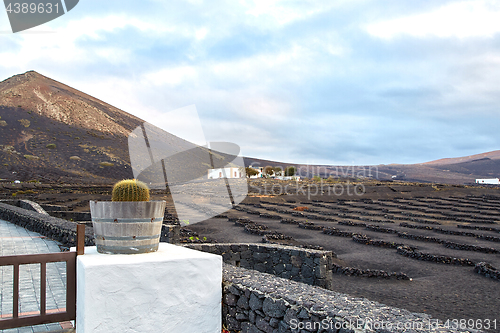 Image of Vineyards in La Geria, Lanzarote Island