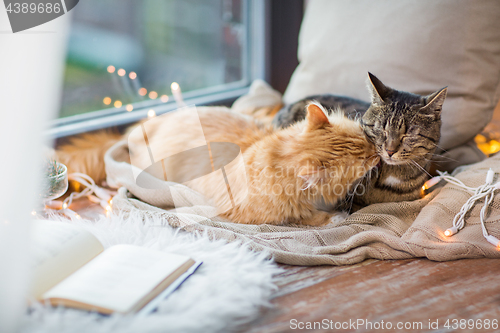 Image of two cats lying on window sill with blanket at home