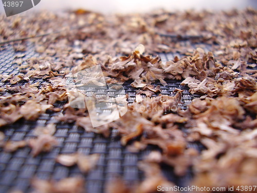 Image of Autumn