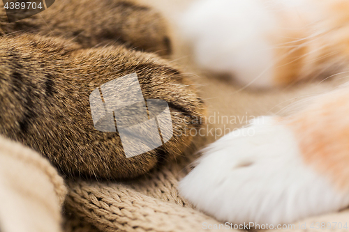 Image of close up of paws of two cats on blanket