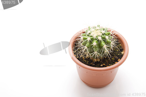 Image of Little cactus