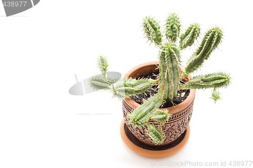 Image of Cartoon cactus