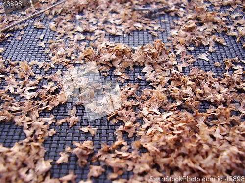 Image of Leaf