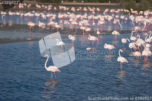 Image of Flock of adorable pink flamingos