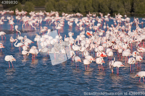 Image of Flock of adorable pink flamingos