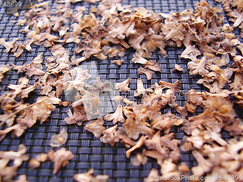 Image of Leaf