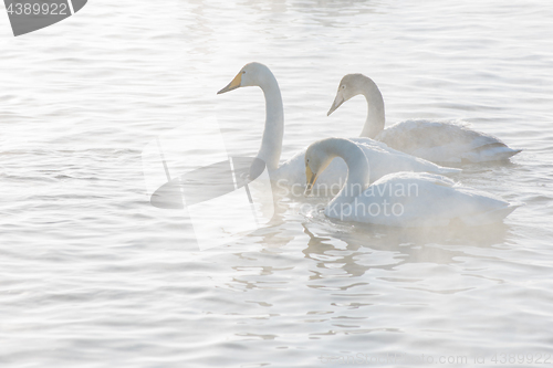 Image of Beautiful white whooping swans