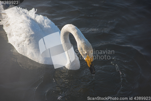 Image of Beautiful white whooping swans