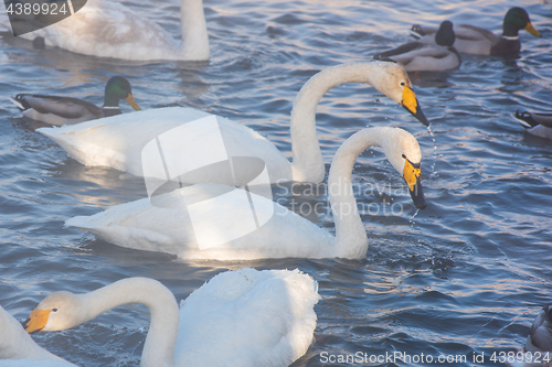 Image of Beautiful white whooping swans