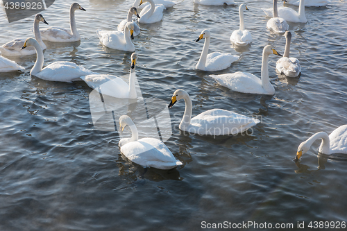 Image of Beautiful white whooping swans