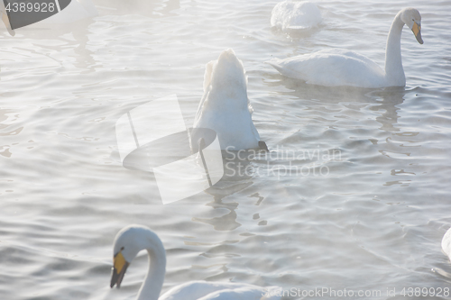 Image of Beautiful white whooping swans