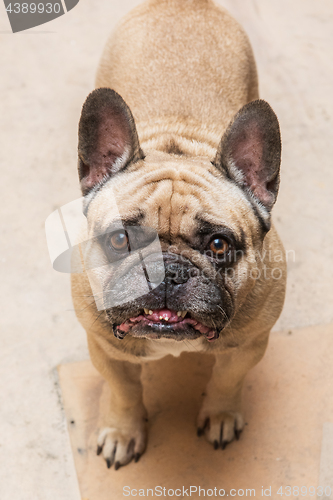 Image of Funny bulldog portrait
