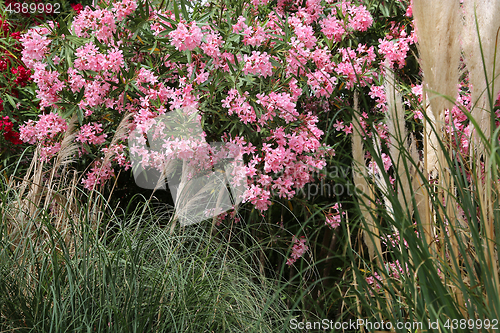 Image of Flowering Oleander bush