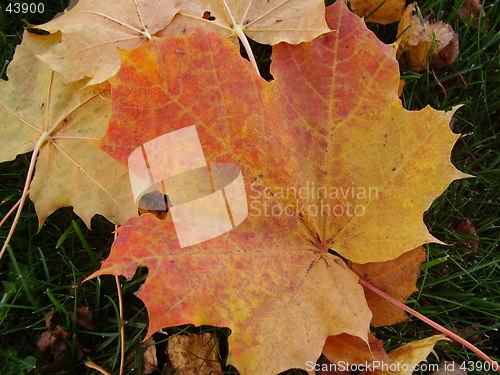 Image of Autumn and leaf
