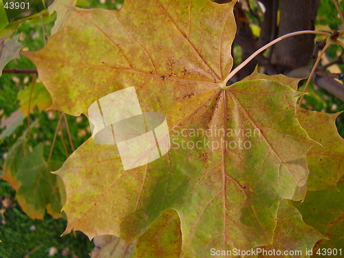 Image of One leaf