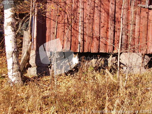Image of Cat under the house