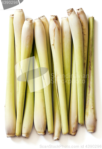 Image of Group of fresh lemongrass (lemon grass, barbed wire grass, silky