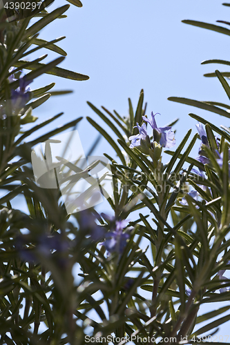 Image of Rosemary herb in bloom