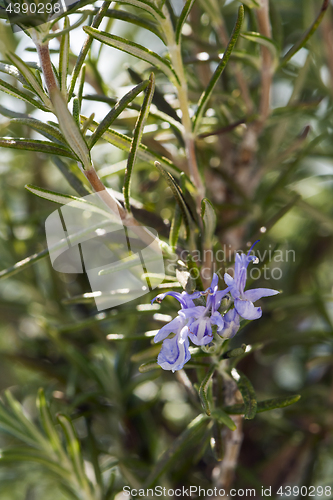 Image of Rosemary herb in bloom