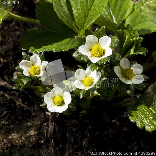 Image of Garden strawberry in bloom