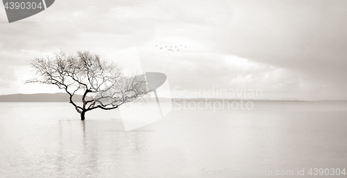 Image of Lone mangrove tree in still waters